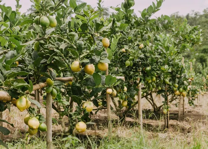 Bukit Lalang Agricultures *